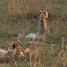 A Cheetah and Her Cubs
