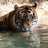 A Sumatran tiger cools off in her enclosure during a summer day at the Los Angeles Zoo, August 5, 2017