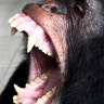 chimp