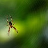 A spider sits in its web in Hanau, near Frankfurt, Germany September 20, 2017