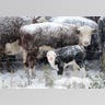 Cold Cows