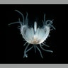 Baby Bivalves
