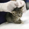 Kelly Garner, intake specialist at Austin Humane Society, works on processing a kitten from Beaumont Animal Services in Austin, Saturday