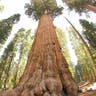 Largest Tree