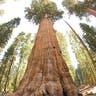 Largest Tree