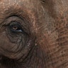 Brazil_elephant_sanctuary_5