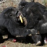 Two chimps tussle for food at Chimp Haven
