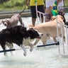 Brazil_Dog_Olympics__21_