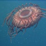 Deep_Sea_Jellyfish
