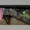 Monkeys_in_Chile__6_