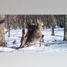 <b>Golden eagle vs. Baby deer</b>