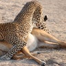 Early Morning, South Lluangwa by Hannah Fisher (Junior Winner)