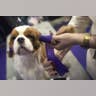 Ear Wrapping
