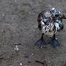 Baby_Laughing_Gull