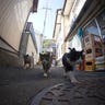 Cat_Island_15