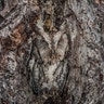 Okefenokee National Wildlife Refuge