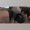 elephant_cua