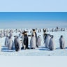 emperor_penguins