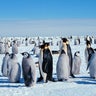 emperor_penguins