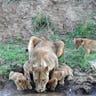 Lion Cubs Take a Drink