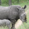 White Rhinos in the Mud