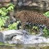 Range of the Jaguar exhibit -- Jacksonville Zoo