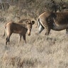 A Zebra Foal