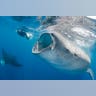The gentle Whale Shark
