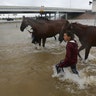 Volunteers from Texas A&M help rescue horses along the south Sam Houston Tollway, Tuesday