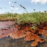 Oil in The Marshes