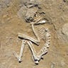 Egypt: World's First Zoo