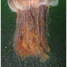 Largest Jellyfish