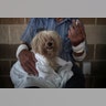Bentley, a 10 year old maltese, takes refuge with his owner in a school after they lost their home to Hurricane Harvey in Rockport, Texas, Saturday