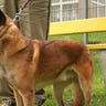 Shepherd dogs sniff out cancer
