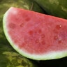 Watermelon_web