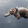 A mahout bathes his elephant in the polluted water of river Yamuna in New Delhi, India February 6, 2018