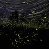 Stars and Fireflies