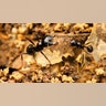 formicadae