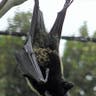 Biology Prize 2010: Fruitbat