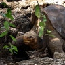 Galapagos turtle Lonesome George.jpg