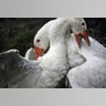 What's Good for the Goose...