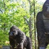 Playful gorillas