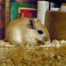 gerbil_adrenalin