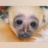 gibbon