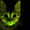 GLow in the dark cat science