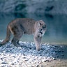 grand_teton_mountain_lion