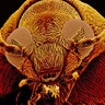 Ugliest Bug: grassbug