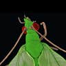 Ugliest Bug: greenlacewing