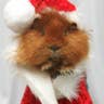 Guinea Pig Santa