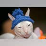 Hairless Cat Hat